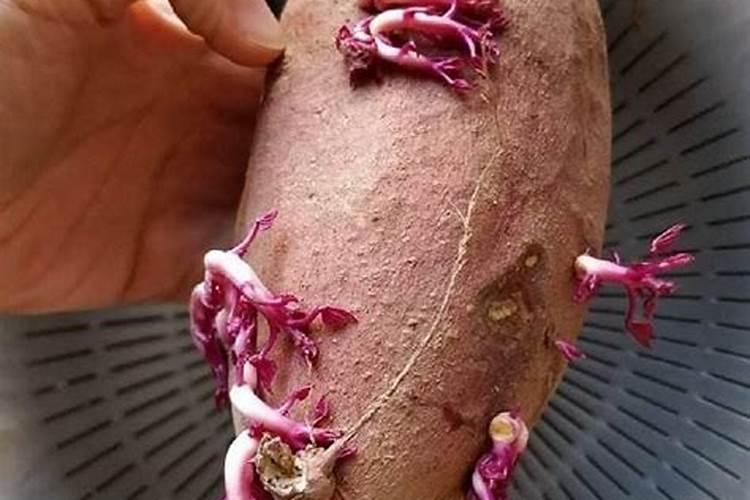 种红薯用什么肥料最好高产
