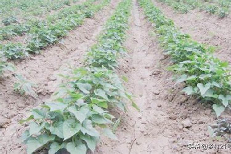 红薯种植后几天后才可以施肥