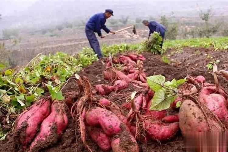 红薯施肥的最佳时间 什么时候追肥好