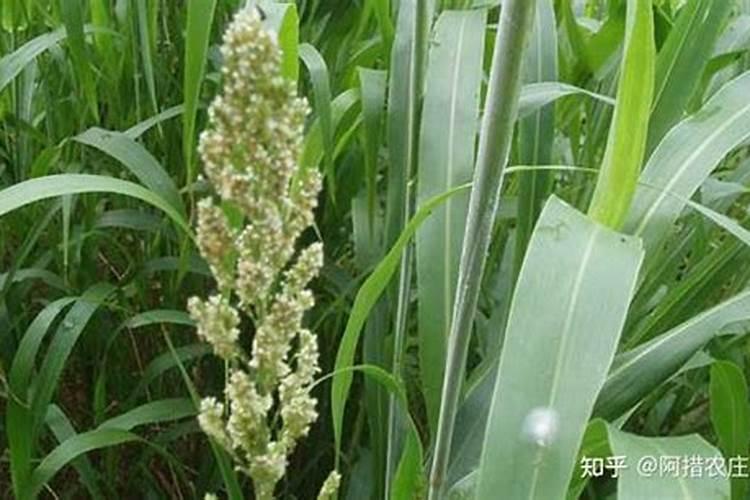 高粱种植技术和方法 高粱怎么种