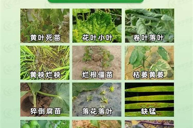 哪种叶面肥效果最好？