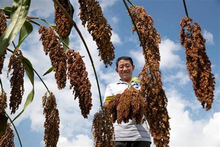 高粱科学施肥方法