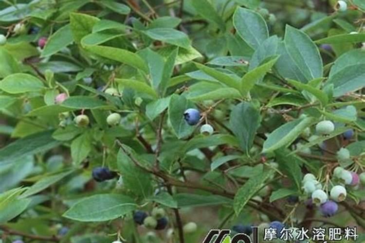 蓝莓是要用什么肥料
