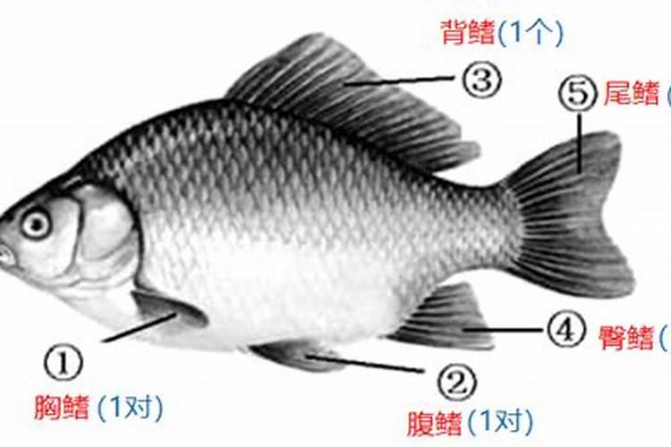 茶花黄叶病怎么处理