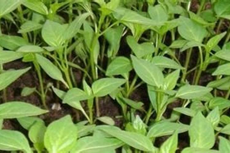 辣椒用什么水溶肥能增产？经验老农为您指导