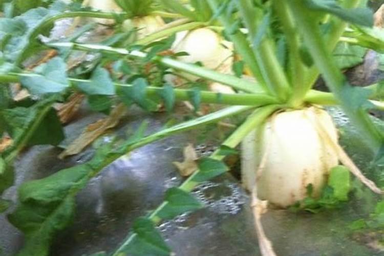 萝卜海棠花怎么养