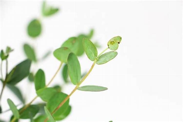 玫瑰栀子茶有什么功效