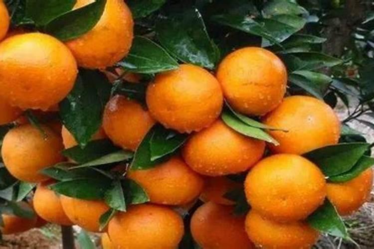 对于桃子而言,究竟是拆袋前浇水比较好还是拆袋后好呀