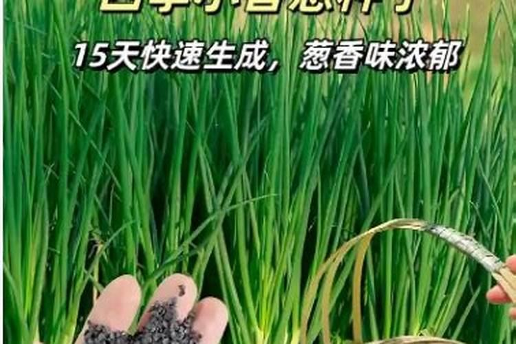 小葱施肥用什么肥料