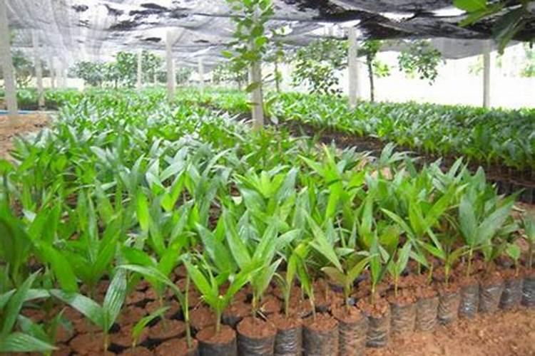 槟榔多久放一次肥料