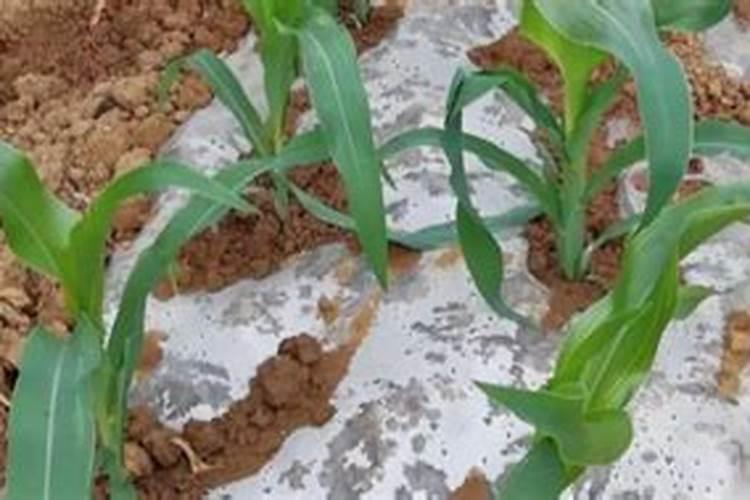 果树施什么肥料好 植物知识  9252儿童网