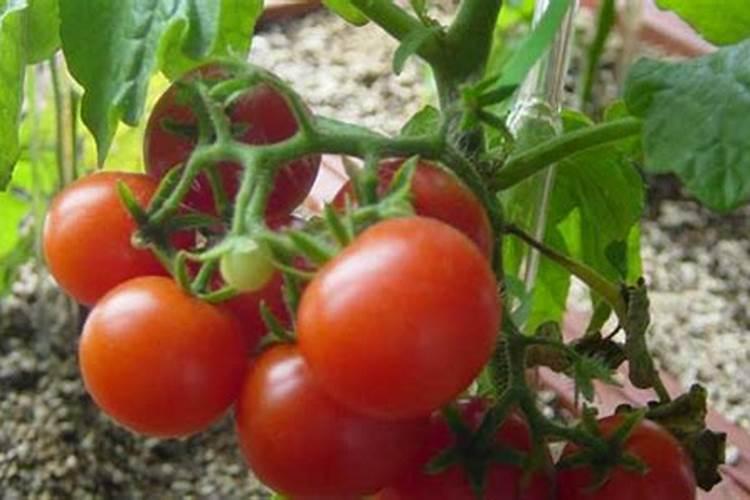 番茄开花时期适合用什么叶面肥进行喷施？