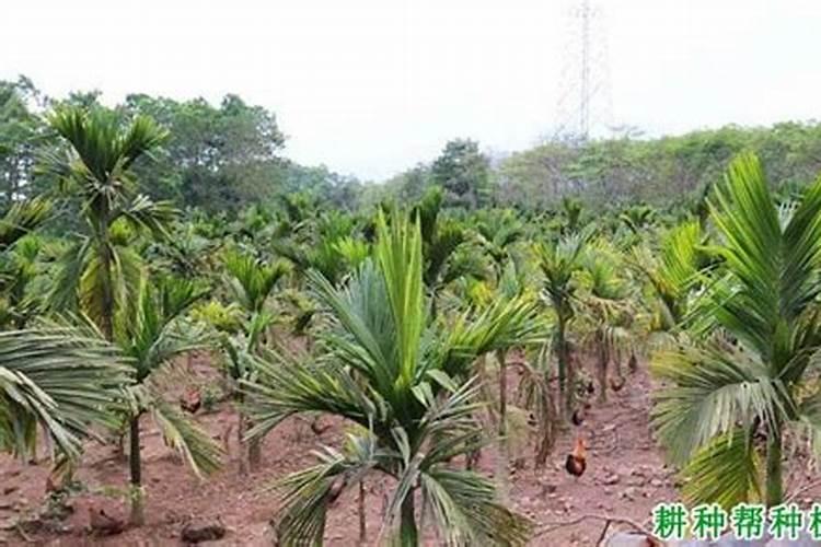 槟榔苗用什么肥长得快