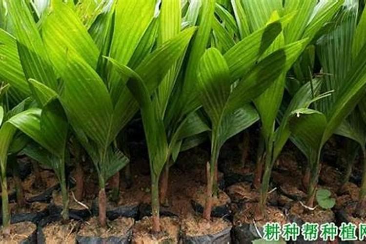 槟榔施水肥好还埋肥好