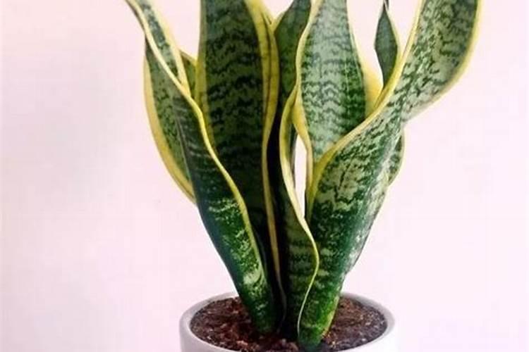 虎皮兰用什么肥料最好,怎么施肥