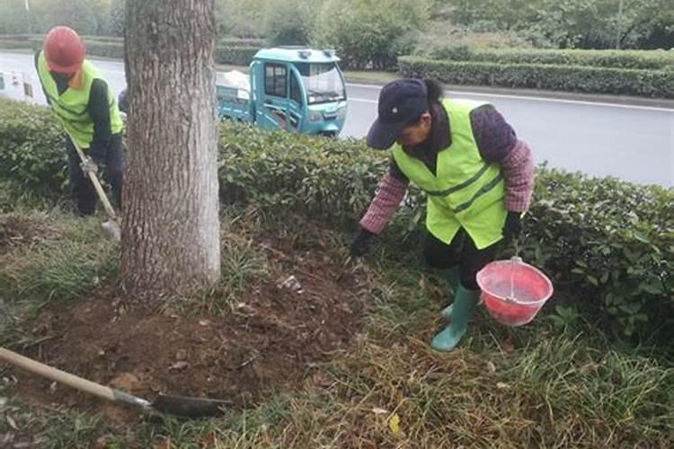 君子兰用什么肥料好