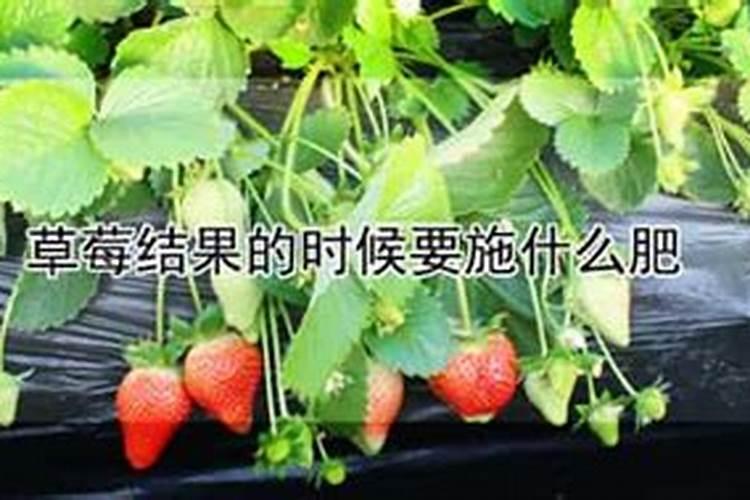 草莓什么时候冲施磷酸二氢钾