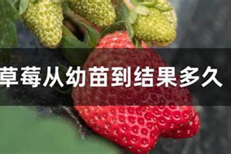 草莓结果几天充一次肥