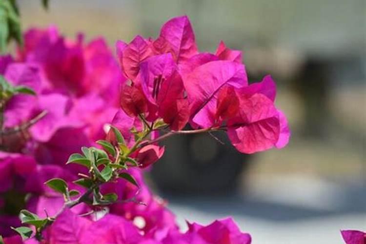 磷酸二氢钾适合哪些花卉使用 磷酸二氢钾间隔多长时间用一次