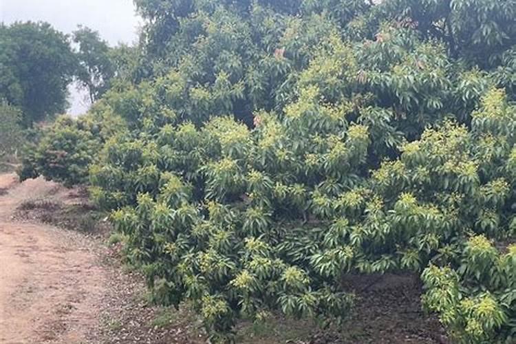 荔枝开花什么时候喷药