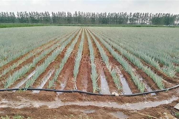 大葱出现空心现象,应该如何去预防？