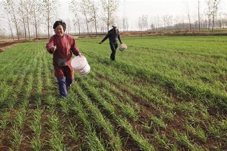 桂花怎么施肥