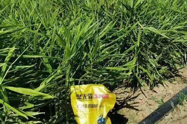 大姜种植后头两次浇水应怎么冲施肥料？