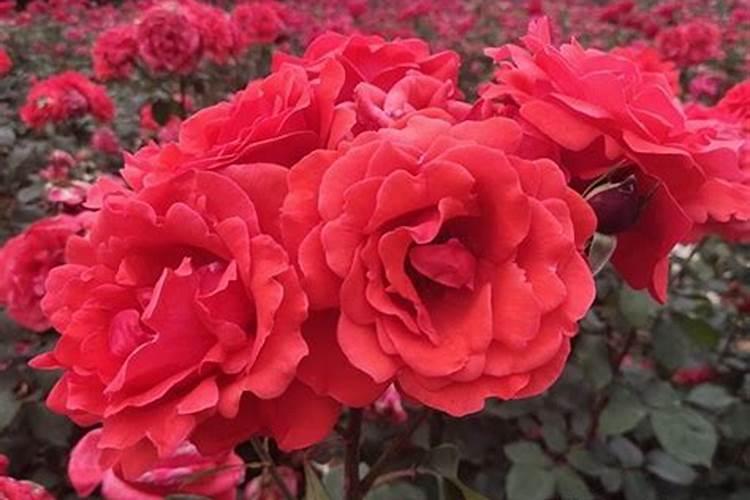 杜鹃花多少钱一株