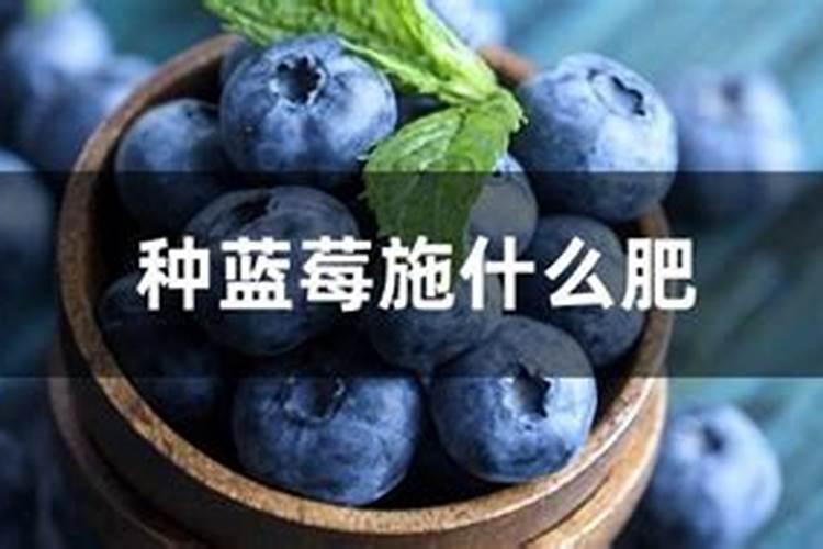 蓝莓挂果期施什么肥