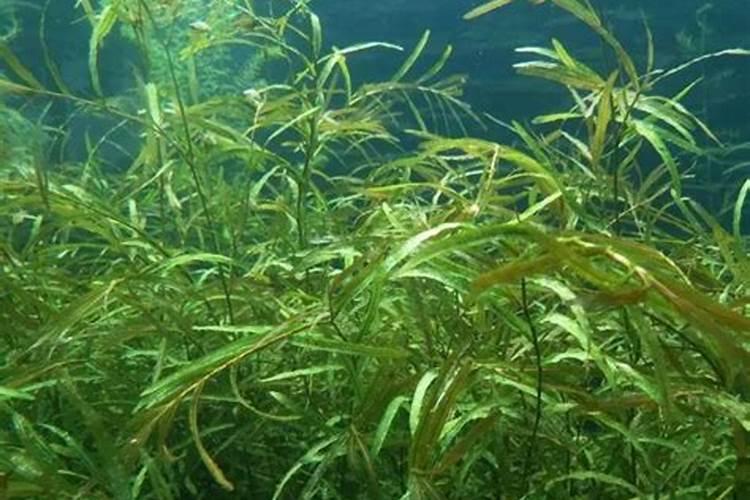 改善鱼池水质的方法。