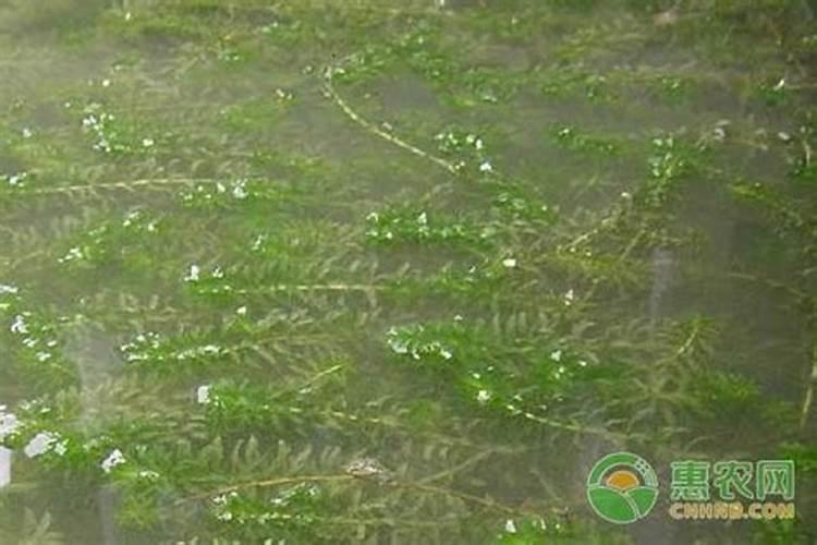 小龙虾的特点介绍