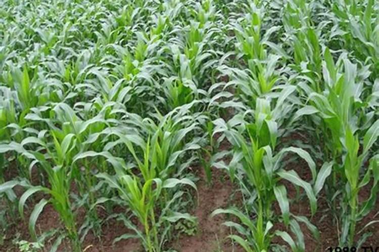 果苗施肥方法有哪些