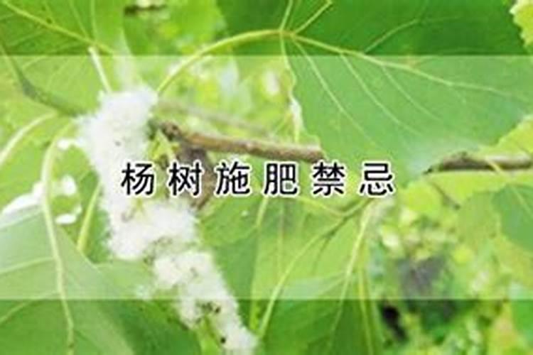 当年栽的树怎样施肥好