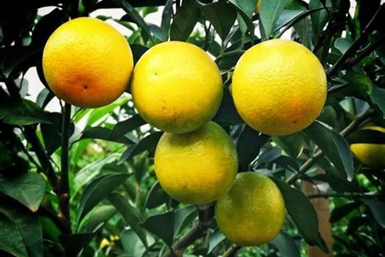 沃柑的高产种植方法