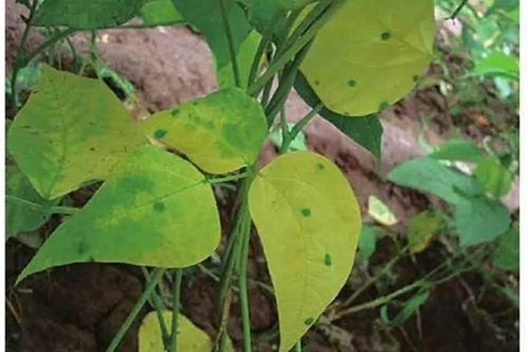 苹果树施肥的方法