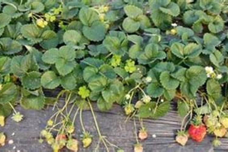 果树冲施肥多久用一次,冲施肥与水溶肥的区别,冲施肥的效果怎么样？