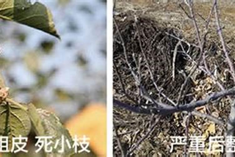 野生果树靠什么营养