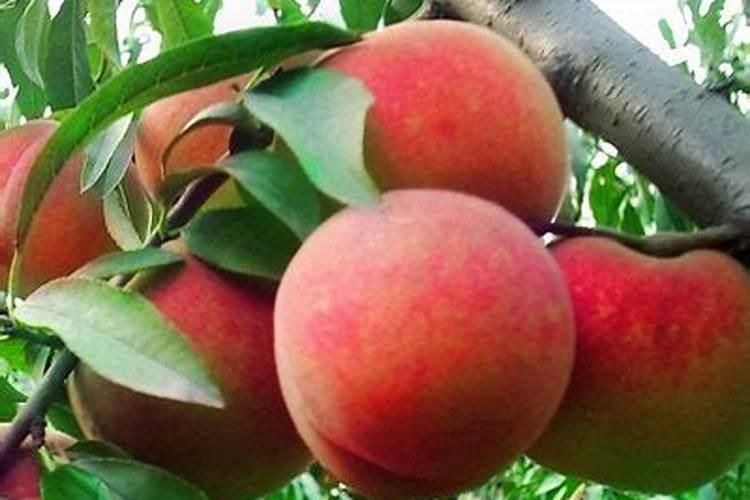 家庭种植蔬菜用什么做肥料？