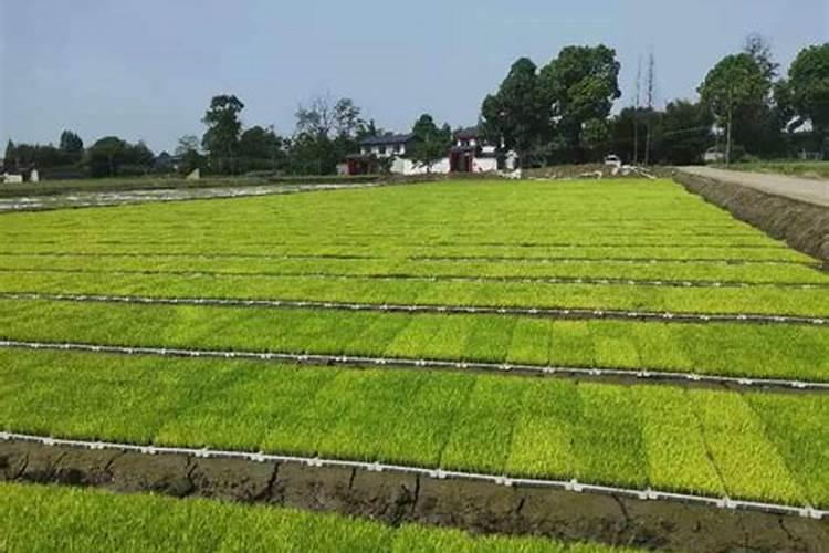 什么东西含磷可以做肥料、在家怎样自制磷肥