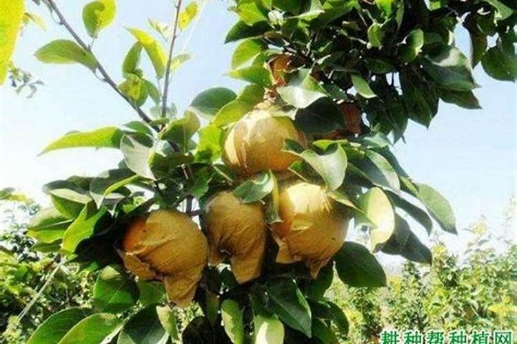 农业用硝酸钾和硫酸钾的区别,什么好