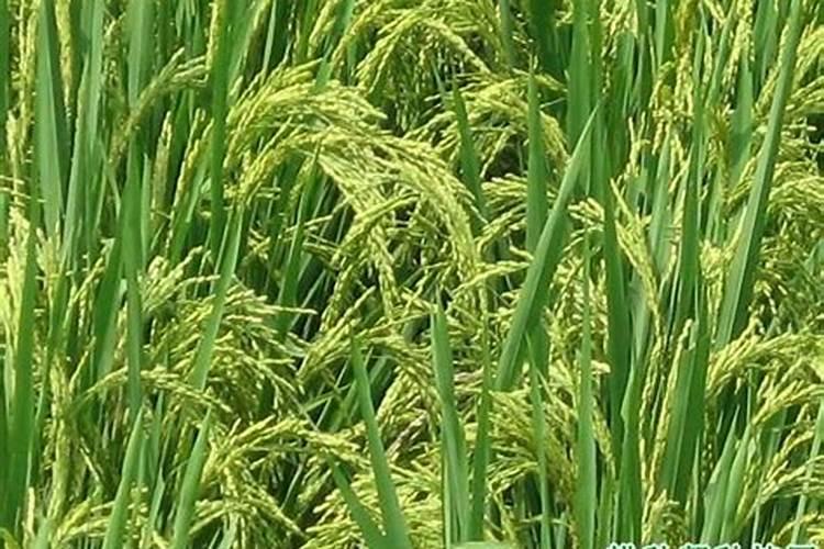 怎样提高钙镁磷肥的使用效果？