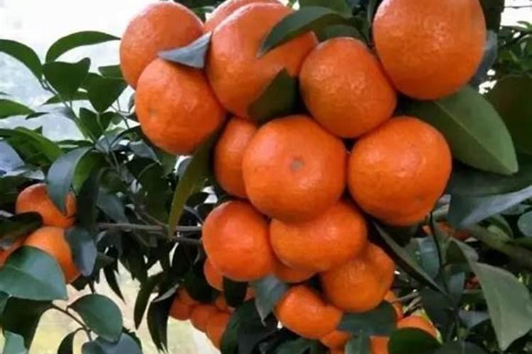 柑橘保花保果的主要技术措施有哪些？