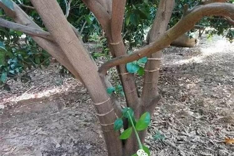 柑橘生理落果期能施肥吗