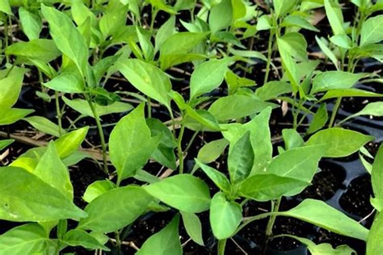 藕用什么肥料能长的大