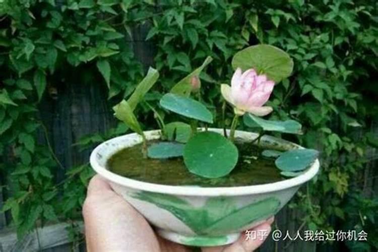 西葫芦开花期如何施肥