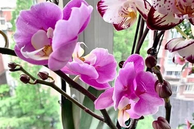 黄芪适合什么地方种植