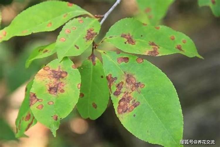 河南省蜜源植物有那些？分布面积如何