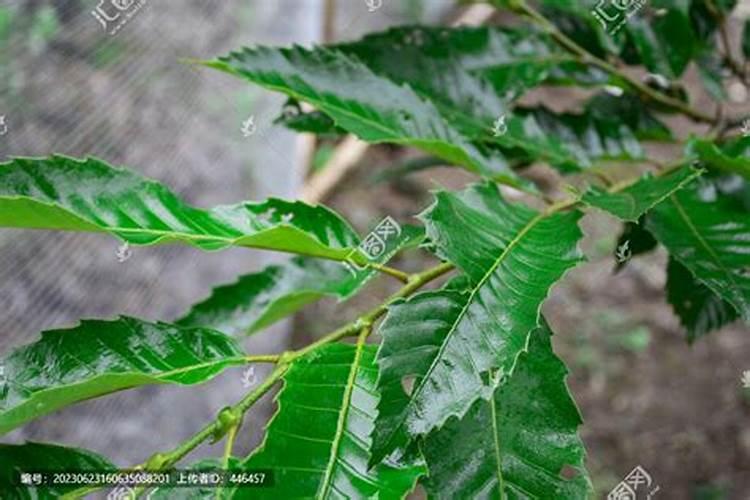 硝酸钾是钾肥还是氮肥