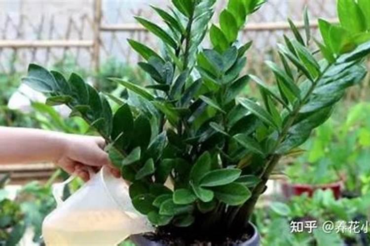 金钱树施什么肥好