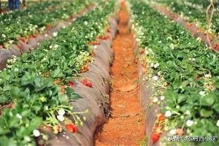 大棚辣椒种植落花落果引起的原因有哪些？该如何解决？